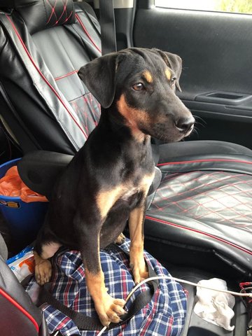 Ellie - Doberman Pinscher Mix Dog