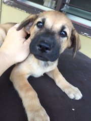 Milo - Mixed Breed Dog