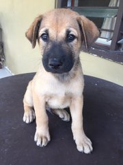 Milo - Mixed Breed Dog