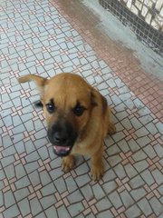 Sugar  - Mixed Breed Dog