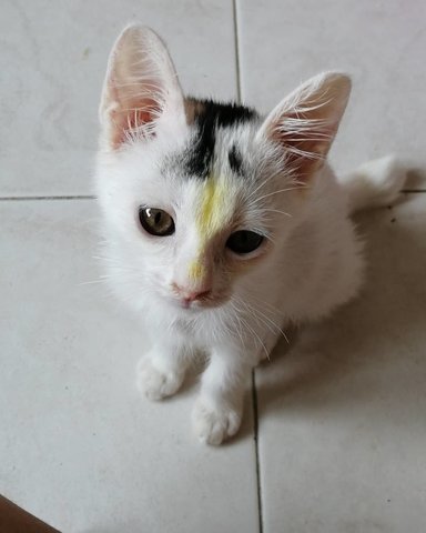 Rapunzel, But With A Mohawk - Domestic Short Hair Cat