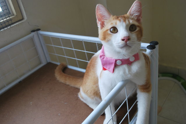 Philip, Whose Kisses Wake You Up - Domestic Short Hair Cat