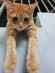 Ginger - Domestic Medium Hair Cat