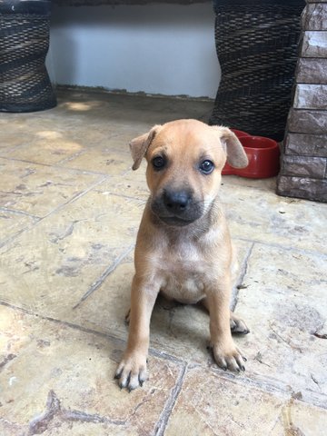 Brownie - Mixed Breed Dog