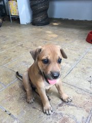 Brownie - Mixed Breed Dog