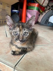 Tortoise - Tortoiseshell Cat