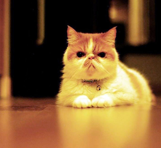Archie  - Exotic Shorthair Cat