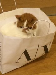 every bag is his play house 