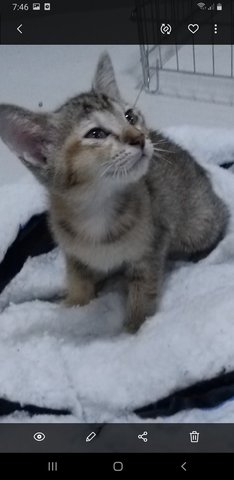 Sweet Grey - Domestic Medium Hair Cat