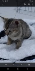 Sweet Grey - Domestic Medium Hair Cat