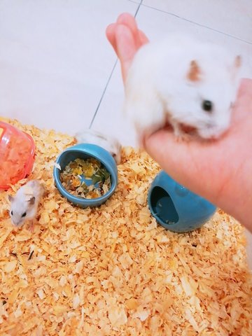 Siberian Hamster  - Short Dwarf Hamster Hamster