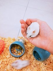 Siberian Hamster  - Short Dwarf Hamster Hamster