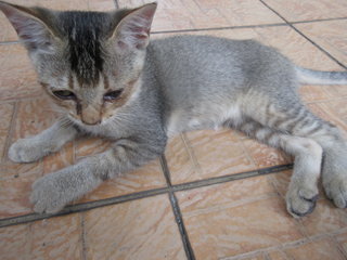 Ciko And Gabi - Domestic Short Hair Cat