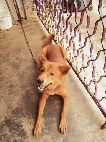 Brownie - Mixed Breed Dog