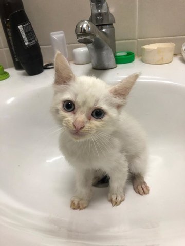 Snow White - Turkish Angora Cat