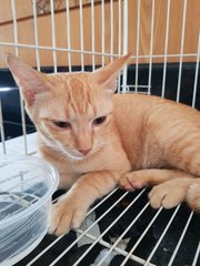 Ginger - Domestic Short Hair Cat