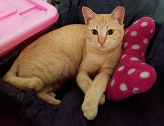 Ginger - Domestic Short Hair Cat