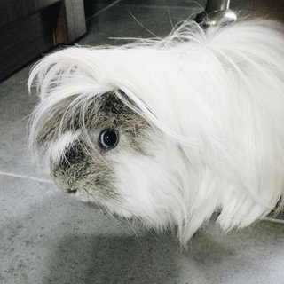 Tommy  - Guinea Pig Small & Furry