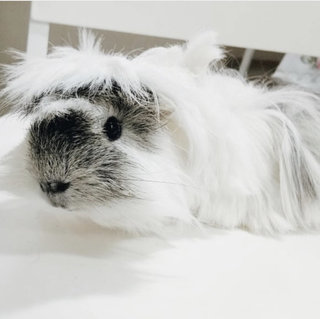 Tommy  - Guinea Pig Small & Furry