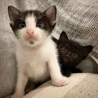 Moe with her brother Eenie who is also up for adoption