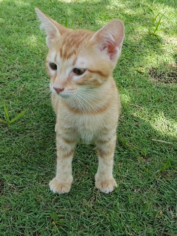 Tabby (K4) - Domestic Short Hair Cat