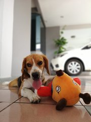 Moonchy - Beagle Dog