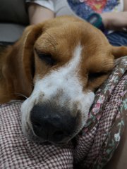 Moonchy - Beagle Dog