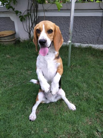 Moonchy - Beagle Dog