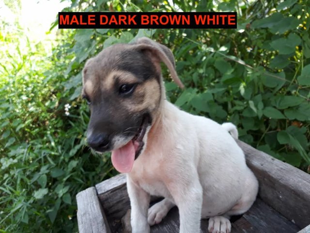 7 Mixed Puppies For Adoption - Mixed Breed Dog