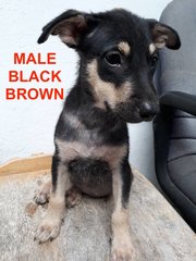 7 Mixed Puppies For Adoption - Mixed Breed Dog