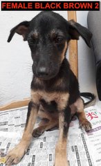 7 Mixed Puppies For Adoption - Mixed Breed Dog