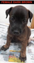 7 Mixed Puppies For Adoption - Mixed Breed Dog