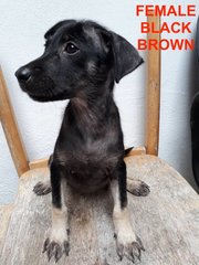 7 Mixed Puppies For Adoption - Mixed Breed Dog