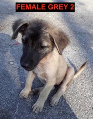 7 Mixed Puppies For Adoption - Mixed Breed Dog