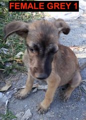 7 Mixed Puppies For Adoption - Mixed Breed Dog