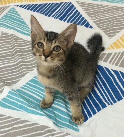 Baby - Domestic Short Hair Cat