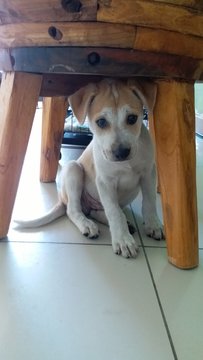 Pikaboy - Mixed Breed Dog