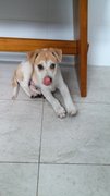 Pikaboy - Mixed Breed Dog