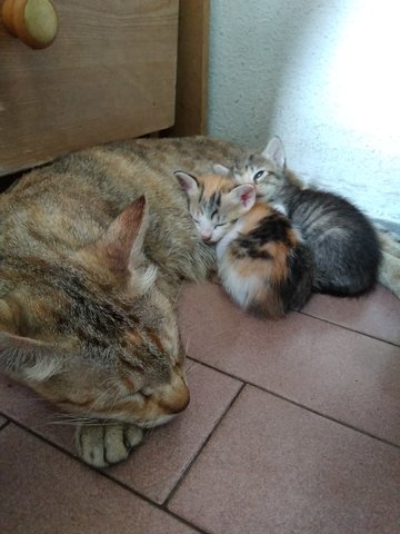 Molly( Mama Cat)Applepie&amp;cookie(Kittens) - Ocicat Cat