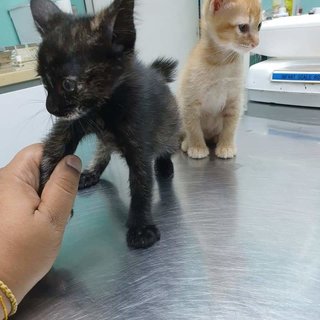 Pumpkin &amp; Pancake  - Domestic Medium Hair Cat