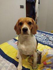 Yangyang - Beagle Dog