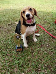 Yangyang - Beagle Dog