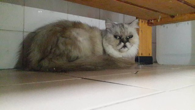 Sad Persian - Persian Cat