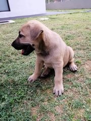 Oreo - Mixed Breed Dog