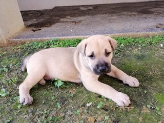 Oreo - Mixed Breed Dog