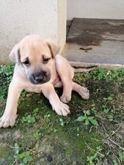 Oreo - Mixed Breed Dog