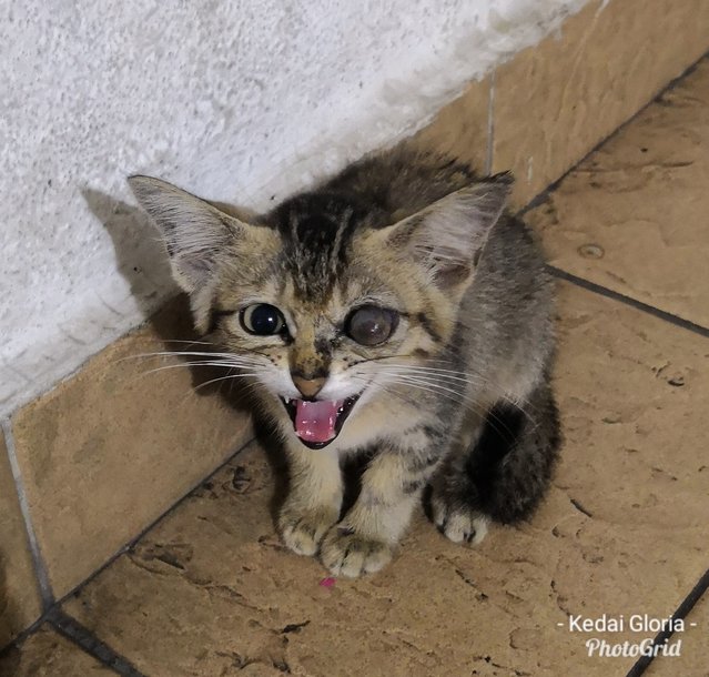 Belang - Domestic Medium Hair Cat