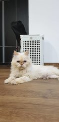 Chloe - Himalayan Cat