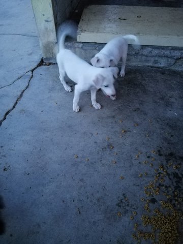 Snow &amp; White - Mixed Breed Dog