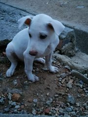 Snow &amp; White - Mixed Breed Dog